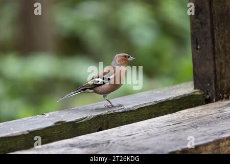 Un maschio eurasiatico Chaffinch Fringilla coelebs arroccato sulla sporgenza di un uccello si nasconde su uno sfondo verde diffuso Foto Stock