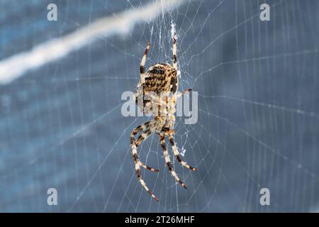 L'immagine mostra una vista dal basso del ragno da giardino Araneus diadematus su sfondo blu. Foto Stock