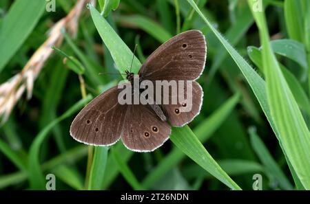 Ringlet Butterfly (Aphantopus hyperantus) adulti che prendono il sole con le ali aperte Potter Heigham, Norfolk, Regno Unito. Luglio Foto Stock