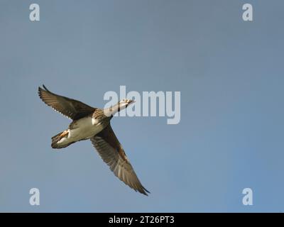 Anatra mandarina (Aix galericulata) femmina che vola sopra la testa, Forest of Dean, Gloucestershire, Regno Unito, aprile. Foto Stock