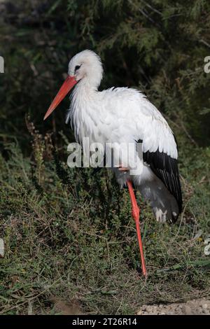 Cicogna bianca nella lussureggiante vegetazione della Camargue, in piedi su una gamba, nel sud della Francia Foto Stock