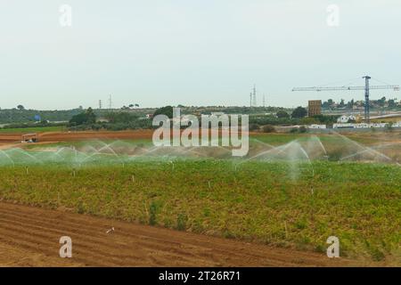 Spruzzare acqua da un sistema di irrigazione su un campo di patate in primavera. Affilatura selettiva. Foto Stock
