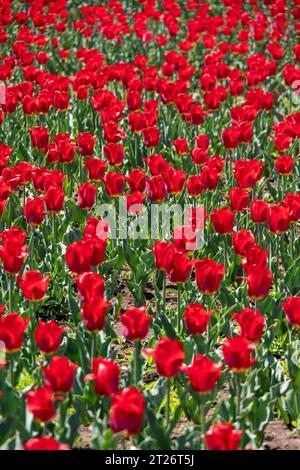 Un campo di tulipani naturali in fiore di rosso brillante. Un prato di tulipani rossi nel parco. Coltivare fiori per le vacanze. Foto Stock
