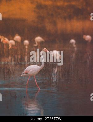 fenicottero rosa in un gregge di uccelli esotici al tramonto in un habitat naturale Firenze gruppo di fenicotteri sul lago Peretola su sfondo scuro al tramonto Foto Stock