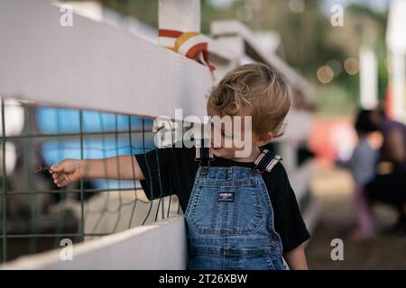 Un bambino di 2 anni dà da mangiare agli animali della fattoria in uno zoo di animali domestici durante la stagione delle zucche a San Pedro, CALIFORNIA. Foto Stock