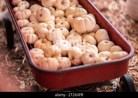 Immagine orizzontale di piccole zucche bianche all'interno di un carro rosso presso la Fattoria Deluca a San Pedro, CA. Foto Stock