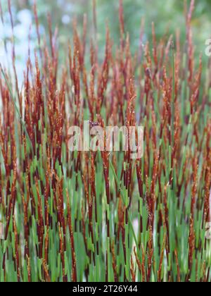 Cape Thatching Reed Elegia tectorum appartiene alla famiglia di Cape Reeds (Restionaceae) presso Eden Project St Austell Cornovaglia Inghilterra Foto Stock