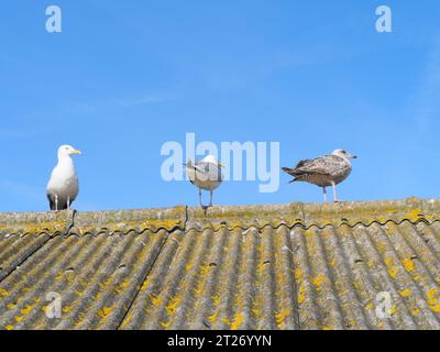 Un gabbiano seduto su un tetto fatto di amianto ondulato a Lizard Point, in Cornovaglia, Inghilterra Foto Stock