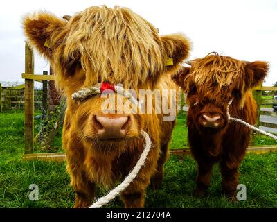 Abbina un grazioso polpaccio peloso delle Highlands o un cupo peloso in un paddock, con i ferri fatti di corda che guardano direttamente davanti Foto Stock