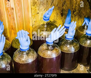 Il corretto processo di fermentazione, facendo vino fatto in casa. Bottiglie di vetro con enormi guanti gonfiati blu su sfondo di legno. Foto Stock