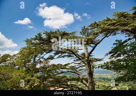 un bell'albero sopra bonnieux Foto Stock