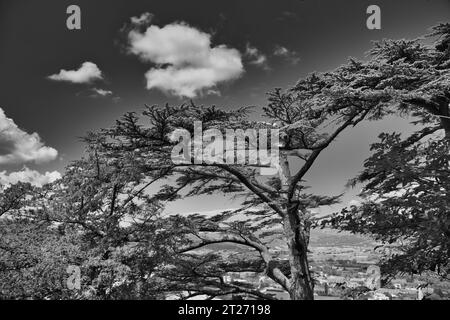 un bell'albero sopra bonnieux Foto Stock