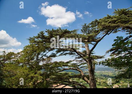 un bell'albero sopra bonnieux Foto Stock