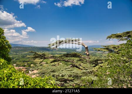 un bell'albero sopra bonnieux Foto Stock