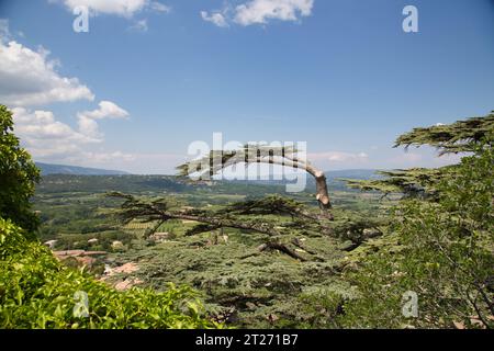 un bell'albero sopra bonnieux Foto Stock