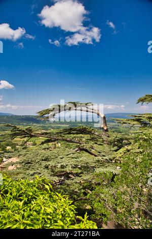 un bell'albero sopra bonnieux Foto Stock
