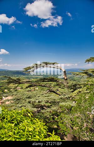 un bell'albero sopra bonnieux Foto Stock