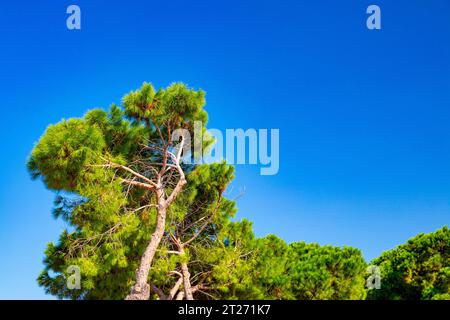 MILAZZO, SICILIA, Italia. Attenzione selettiva su un pino calabrese contro il cielo blu. Foto Stock