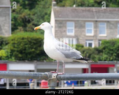 Un gabbiano adulto seduto su una ringhiera di fronte a una casa a Porthleven, in Cornovaglia, Inghilterra Foto Stock