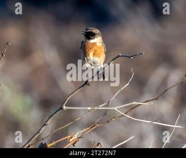 European Stonechat (Saxicola rubicola) Pahos, Cipro Foto Stock