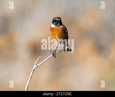 European Stonechat (Saxicola rubicola) Pahos, Cipro Foto Stock