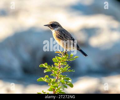 European Stonechat (Saxicola rubicola) Pahos, Cipro Foto Stock