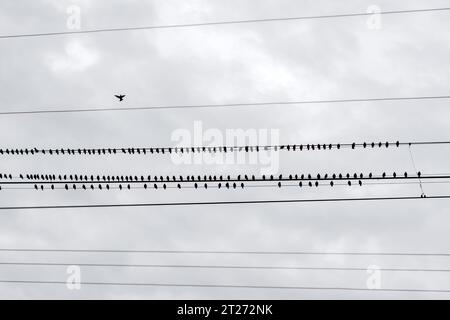 Un gregge di uccelli neri sui fili elettrici. Fotografia minimalista Foto Stock