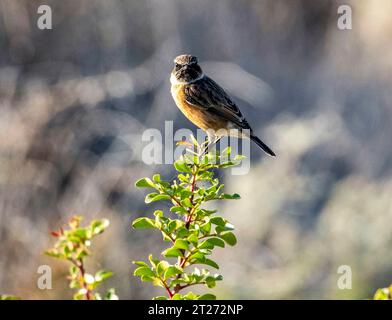 European Stonechat (Saxicola rubicola) Pahos, Cipro Foto Stock