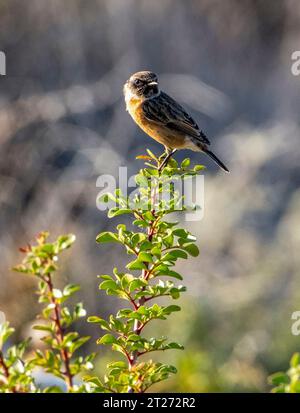 European Stonechat (Saxicola rubicola) Pahos, Cipro Foto Stock