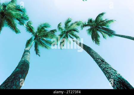 Immagine tropicale quattro palme ondeggianti contro il cielo blu Foto Stock