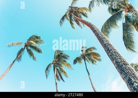 Le palme convergono verso il cielo blu su un'isola tropicale. Foto Stock