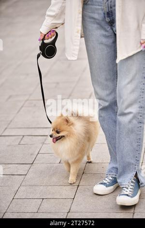 vista a ritaglio di una donna che passeggia con peloso spitz della pomerania al guinzaglio della roulette, tempo libero in città Foto Stock
