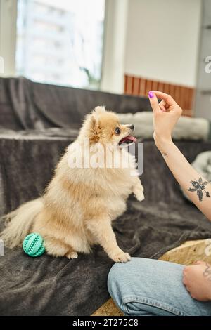 vista ritagliata della dog sitter tatuata con trattamento vicino a un cane soffice durante la lezione di allenamento in un hotel per animali domestici Foto Stock