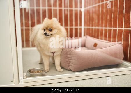 divertente spitz della pomerania in un accogliente canile vicino a una ciotola di cibo secco in un accogliente hotel per animali domestici, soggiorno confortevole Foto Stock