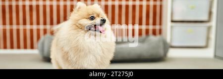 soffice spitz della pomerania che si staglia la lingua in un moderno hotel per animali domestici, sistemazioni confortevoli, banner Foto Stock