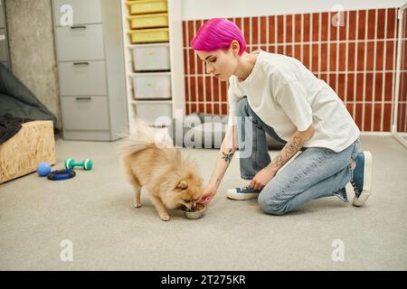 tempo di alimentazione in hotel per animali domestici, dog sitter dai capelli viola che dà da mangiare all'adorabile spitz della pomerania con ciottoli Foto Stock