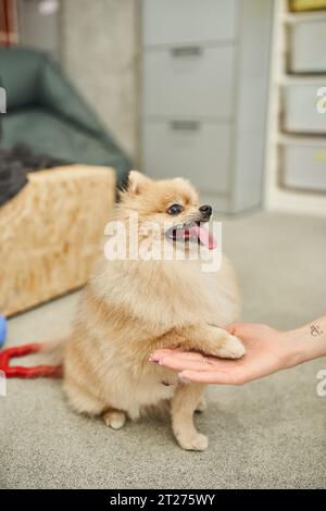 il giocoso pomeranian spitz dà la zampa alla dog sitter corta durante la lezione di allenamento in un accogliente hotel per animali domestici Foto Stock
