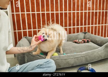 vista ritagliata di una cameriera tatuata che gioca con il giocattolo e pomeranian spitz in un hotel per animali domestici Foto Stock