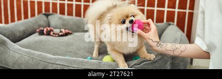 vista ritagliata della pet sitter tatuata che dà il giocattolo al pomeranian spitz in un hotel per cani, banner Foto Stock