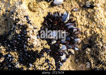 Man mano che la marea si ritira, le cozze si aggrappano strettamente alle rocce Foto Stock