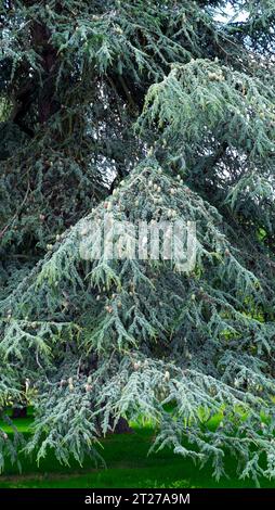 Vista verticale dell'enorme ramo di grandi alberi di cedro blu dell'Atlante Cedrus Atlantica Kew Gardens Foto Stock