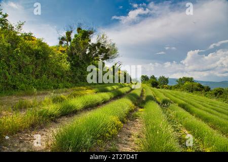 un campo di lavanda in provenza che non è ancora in fiore Foto Stock