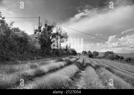 Un campo di lavanda in provenza che non è ancora in fiore (bianco e nero) Foto Stock