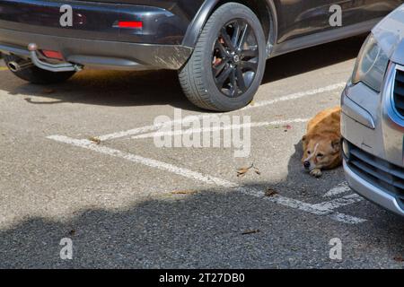 Un vecchio cane riposa in un parcheggio. Foto Stock