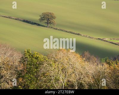 Nortoncamp Wood vicino a Craven Arms, Shropshire, vista da Stoke Wood nel colore autunnale. Foto Stock