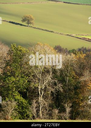 Nortoncamp Wood vicino a Craven Arms, Shropshire, vista da Stoke Wood nel colore autunnale. Foto Stock