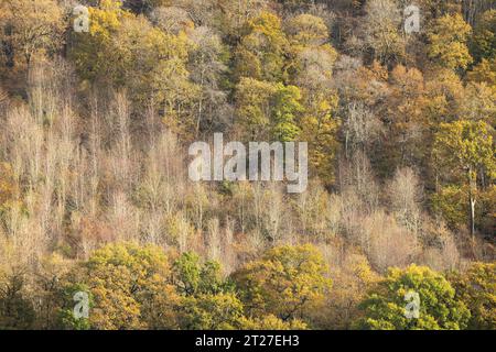 Nortoncamp Wood vicino a Craven Arms, Shropshire, vista da Stoke Wood nel colore autunnale. Foto Stock