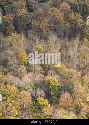 Nortoncamp Wood vicino a Craven Arms, Shropshire, vista da Stoke Wood nel colore autunnale. Foto Stock