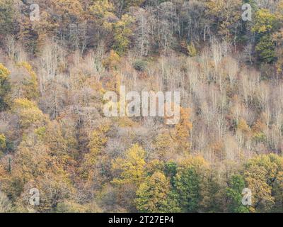 Nortoncamp Wood vicino a Craven Arms, Shropshire, vista da Stoke Wood nel colore autunnale. Foto Stock