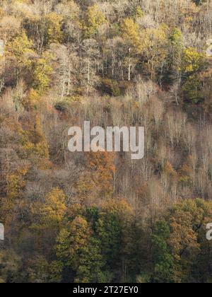 Nortoncamp Wood vicino a Craven Arms, Shropshire, vista da Stoke Wood nel colore autunnale. Foto Stock